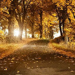 Camino Forestal de Otoño