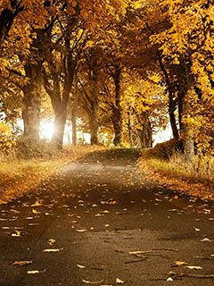 Camino Forestal de Otoño