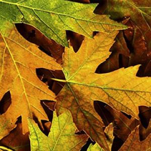 Fondo de Hojas de Otoño