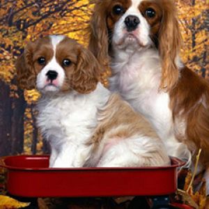 Cavalier King Charles Spaniels Adorables