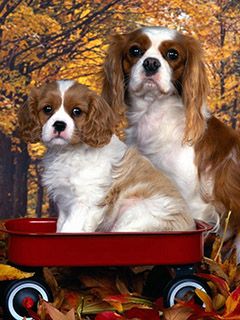 Cavalier King Charles Spaniels Adorables