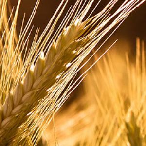 Campos de Trigo Dorado