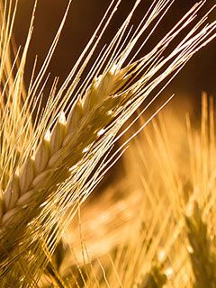 Campos de Trigo Dorado