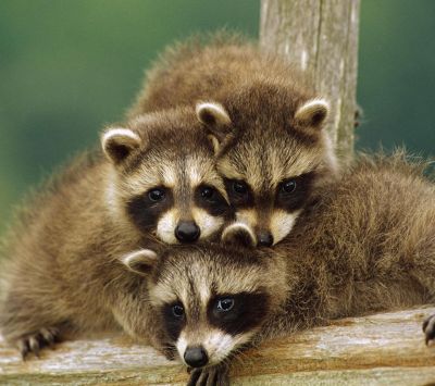 Adorables Cachorros de Mapache
