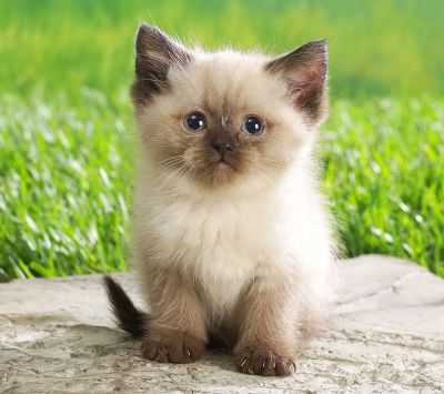 Gatito Adorable en el Césped