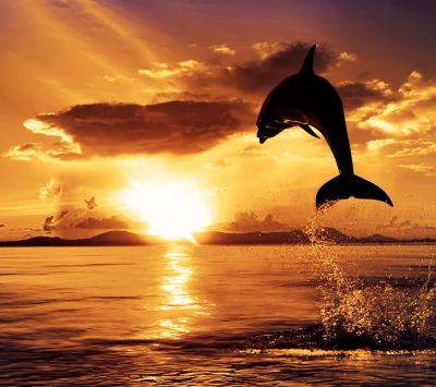 Delfín Saltando al Atardecer