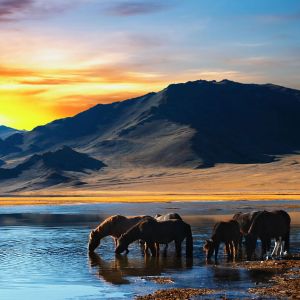 Caballos al Atardecer