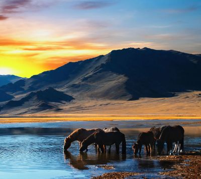 Caballos al Atardecer