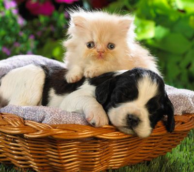 Cachorro y Gatito Juntos