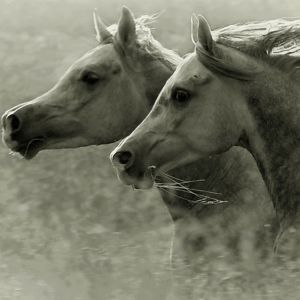 Caballos Corriendo en Movimiento