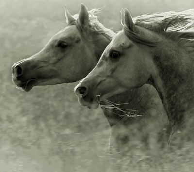 Caballos Corriendo en Movimiento