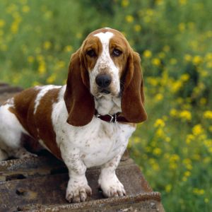 Adorable Basset Hound en la Naturaleza
