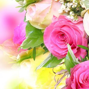 Hermosas Rosas Rosadas