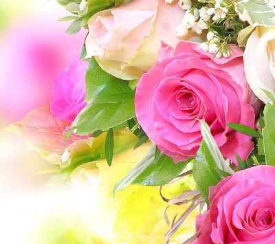 Hermosas Rosas Rosadas