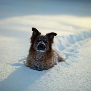 Perro Nevado en Invierno