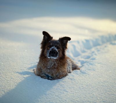 Perro Nevado en Invierno