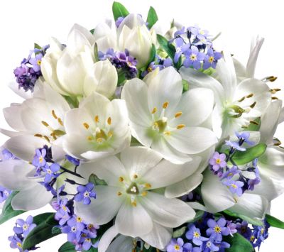 Hermosas Flores Blancas y Moradas
