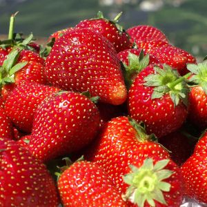 Fresas Frescas