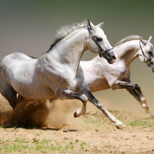 Caballos Grises Corriendo