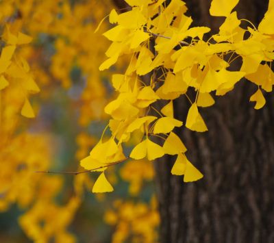 Hojas de Ginkgo Amarillas Vibrantes