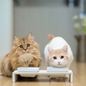 Gatos Lindos en Hora de Comer