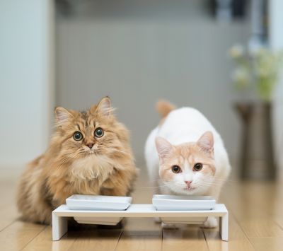 Gatos Lindos en Hora de Comer