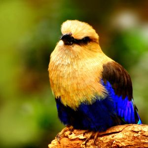 Pájaro Colorido en una Rama