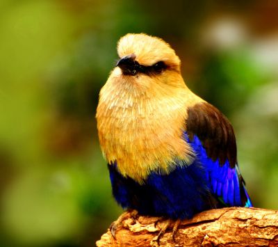 Pájaro Colorido en una Rama