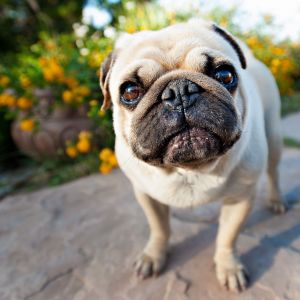 Pug Adorable