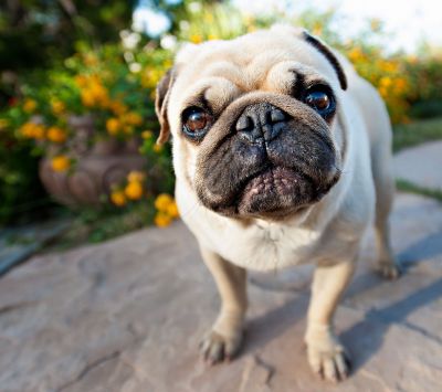 Pug Adorable