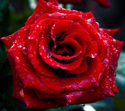 Hermosa Rosa Roja con Rocío