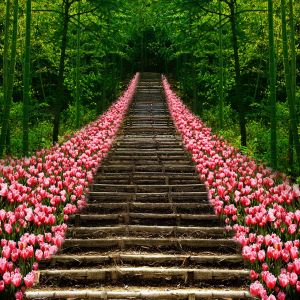 Hermoso Camino de Flores