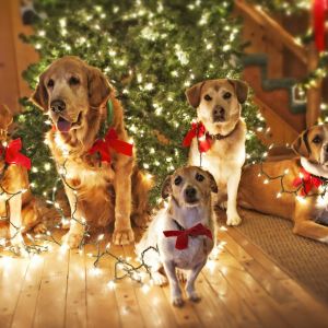 Perros Festivos con Luces de Navidad
