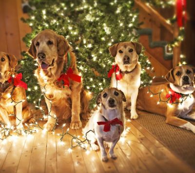 Perros Festivos con Luces de Navidad