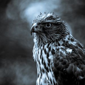 Retrato de Halcón Majestuoso