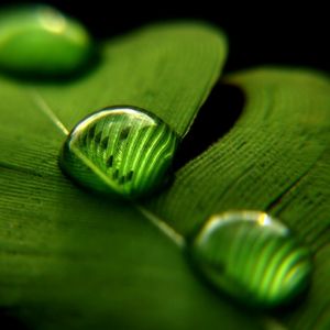 Hoja Verde con Gotas de Agua