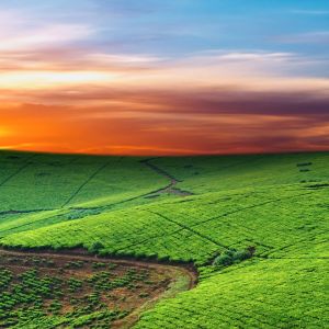 Atardecer vibrante sobre colinas verdes