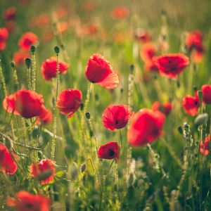 Campo de Amapolas Vibrantes
