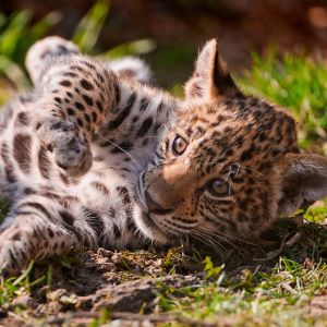 Leopardo Bebé Juguetón