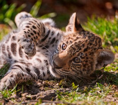 Leopardo Bebé Juguetón