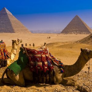 Pirámides y Camello en Egipto