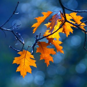 Hojas de Otoño Vibrantes