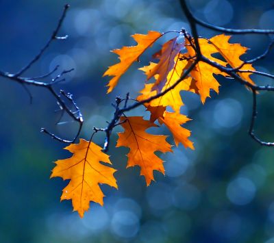 Hojas de Otoño Vibrantes