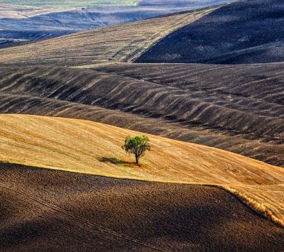 Paisaje sereno con árbol solitario