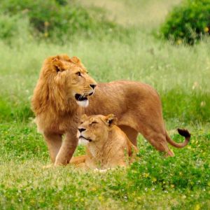 Leones Majestuosos en la Naturaleza