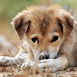Adorable Cachorro Acostado