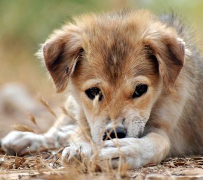 Adorable Cachorro Acostado