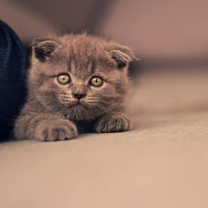 Gatito Gris Adorable