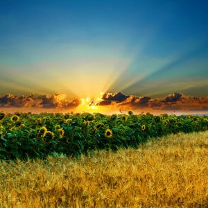 Campo de girasoles al atardecer