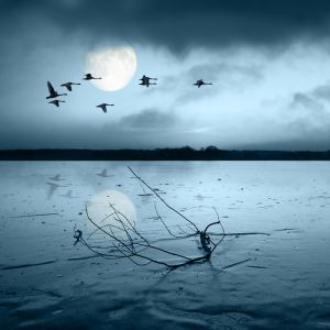 Lago Iluminado por la Luna con Aves